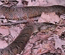Paint Branch Watershed